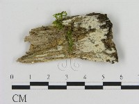 登錄號:F0016966藏品圖，第1張