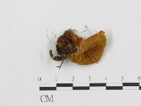 登錄號:F0016970藏品圖，第1張