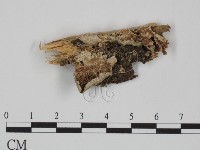附毛菌屬藏品圖，第1張