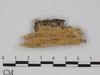附毛菌屬藏品圖，第3張