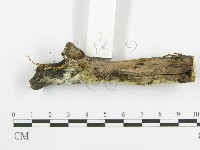 登錄號:F0016972藏品圖，第5張