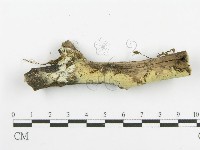 登錄號:F0016972藏品圖，第6張