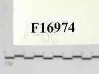 花耳屬藏品圖，第2張