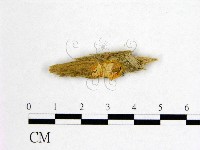 花耳屬藏品圖，第1張