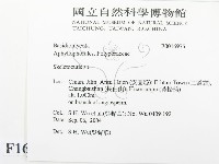 骨皮菌屬藏品圖，第2張