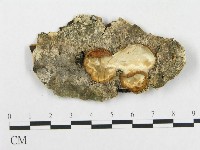 骨皮菌屬藏品圖，第1張