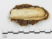 骨皮菌屬藏品圖，第3張