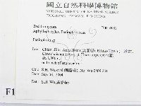 筍殼菌屬藏品圖，第2張