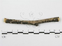筍殼菌屬藏品圖，第1張