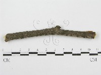 筍殼菌屬藏品圖，第3張