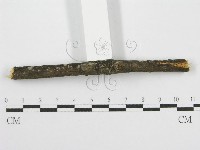 筍殼菌屬藏品圖，第4張