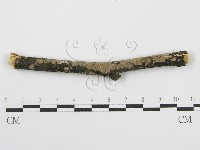筍殼菌屬藏品圖，第5張