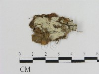 登錄號:F0016983藏品圖，第1張