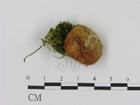 登錄號:F0016984藏品圖，第1張