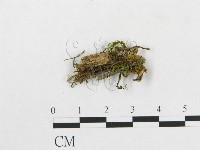 登錄號:F0016986藏品圖，第1張