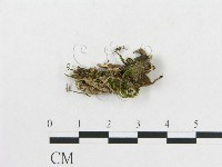 登錄號:F0016986藏品圖，第3張