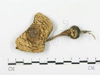 登錄號:F0016994藏品圖，第1張