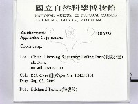 鬼傘屬藏品圖，第2張
