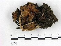 鬼傘屬藏品圖，第1張