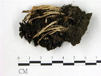 鬼傘屬藏品圖，第3張