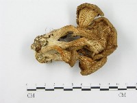 登錄號:F0016997藏品圖，第1張
