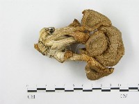 登錄號:F0016997藏品圖，第3張