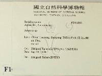 鵝膏屬藏品圖，第2張