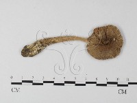 鵝膏屬藏品圖，第1張