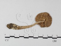 鵝膏屬藏品圖，第3張