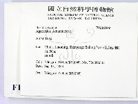 鵝膏屬藏品圖，第2張
