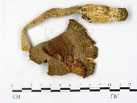 鵝膏屬藏品圖，第1張