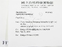 鬼傘屬藏品圖，第2張