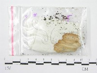 鬼傘屬藏品圖，第1張