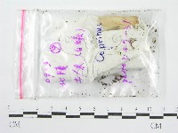 鬼傘屬藏品圖，第3張