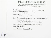 鬼傘屬藏品圖，第2張