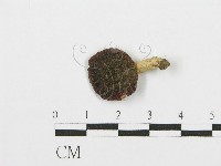 紅菇屬藏品圖，第2張