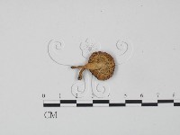 紅菇屬藏品圖，第3張