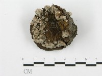 登錄號:F0017006藏品圖，第1張