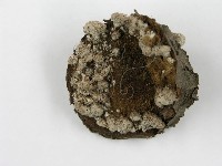 登錄號:F0017006藏品圖，第3張