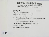 小皮傘屬藏品圖，第2張