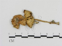 登錄號:F0017008藏品圖，第1張