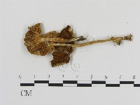 登錄號:F0017008藏品圖，第3張