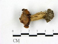 登錄號:F0017011藏品圖，第1張