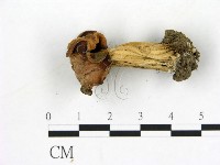 登錄號:F0017011藏品圖，第3張