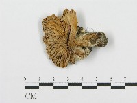 紅菇屬藏品圖，第3張