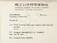 紅菇屬藏品圖，第2張