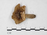 紅菇屬藏品圖，第3張