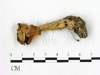 登錄號:F0017014藏品圖，第1張