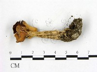 登錄號:F0017014藏品圖，第3張