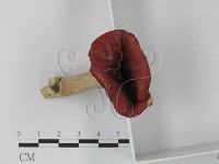 紅菇屬藏品圖，第3張